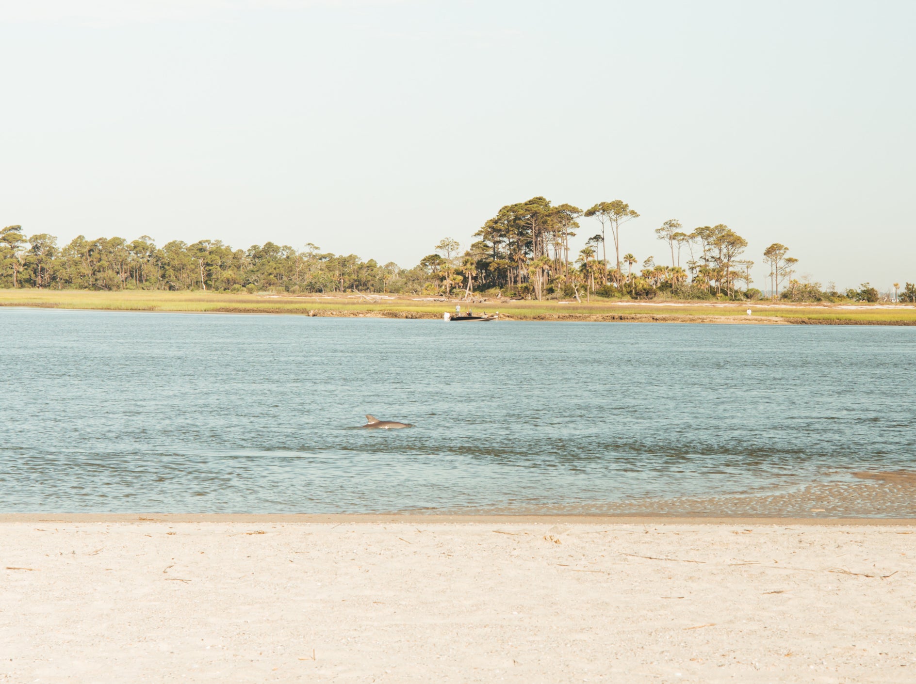 Beach with a dolphin in clear water and trees in the distance